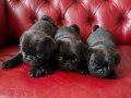 Orjinal pug mops