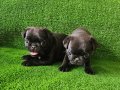 Orjinal pug mops
