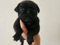 Orjinal pug mops bebekler