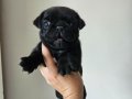 Orjinal pug mops bebekler