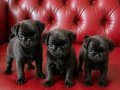 Orjinal pug mops