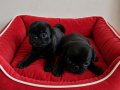 Pug mops gül kuyruk
