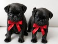 Pug mops gül kuyruk