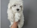 Pofuduk maltese terier bebekler