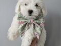 Pofuduk maltese terier bebekler
