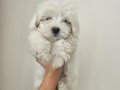 Pofuduk maltese terier bebekler
