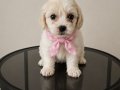 Pofuduk maltese terier bebekler