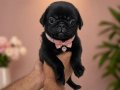 Pug mops disi