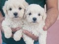 Sevgi dolu maltese terir bebisler