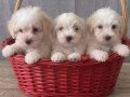 Sevimli maltipoo yavrularımız