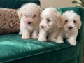 Sevimli maltipoo yavrularımız
