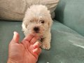 Sevimli maltipoo yavrularımız