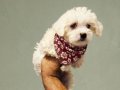 Mini maltese terrier bebekler