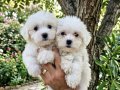 Mini maltese terrier bebekler
