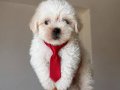 Sevimli maltipoo yavrularımız