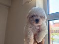 Sevimli maltipoo yavrularımız