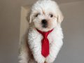 Mini maltese terrier bebekler