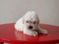 Maltese terier  yavrular