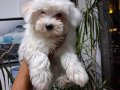 Maltese terier  yavrular
