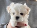 Maltese Terier Yavrular
