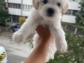 Maltese terier bebisler