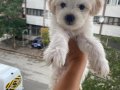 Maltese terier bebisler