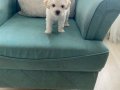 Maltese terier bebisler
