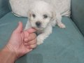 Maltese terier bebisler