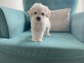 Maltese terier bebisler