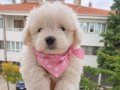 Maltese bebisler