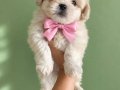 Maltese bebisler