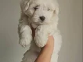 Maltese bebisler