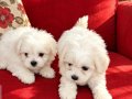 Maltese bebisler