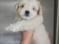 Maltese bebekler