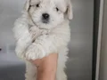 Maltese bebekler