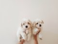 Maltese bebekler