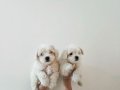 Maltese bebekler