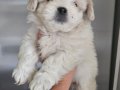 Maltese bebekler