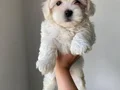 O boy maltese terier