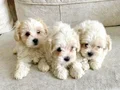 O boy maltese terier