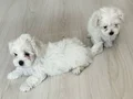 O boy maltese terier