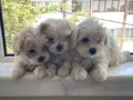 O boy maltese terier