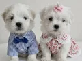 O boy maltese miniklerim