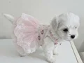 O boy maltese miniklerim