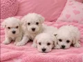 Maltese terrier bebisler