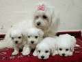 Maltese terrier bebisler