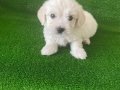Minik bebekler