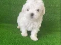Minik bebekler