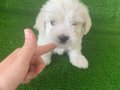 Minik bebekler