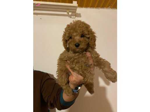 Toy Poodle 